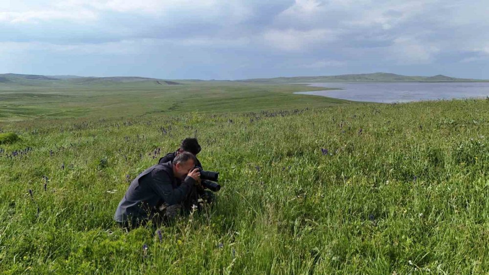 Bitlis'in zirvesinde endemik kelebek kaydı