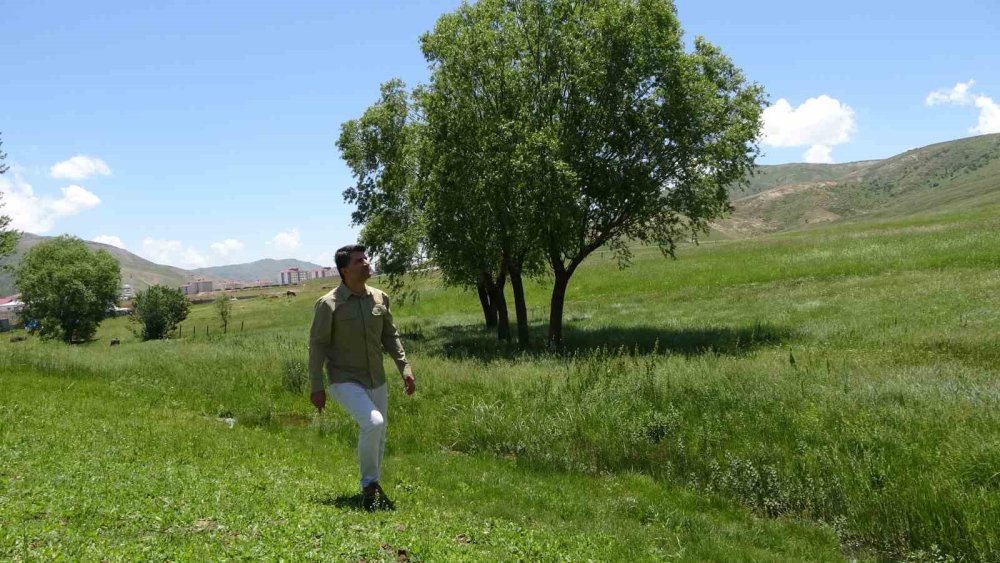 Bitlis'te kargaların saldırısına maruz kalan yavru baykuş kurtarıldı