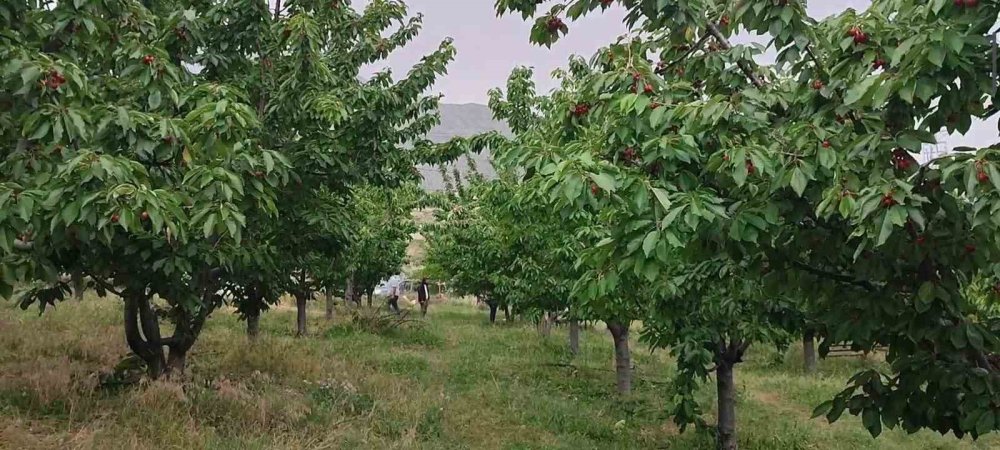 Erzurum’da kiraz mevsimi