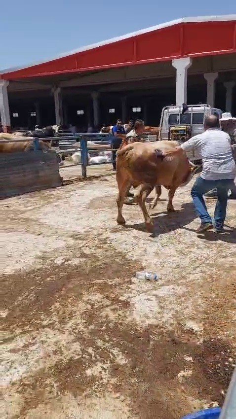 Erzurum'da kurban pazarları hareketlenmeye başladı