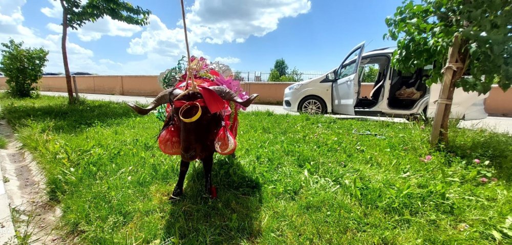 Erzurum’da kurbanlık koçlar gelinler için süslendi