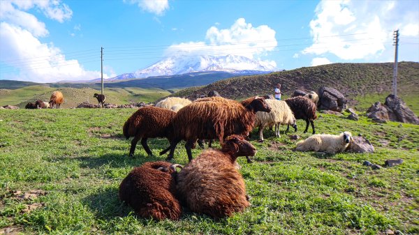 aa-20240617-34901985-34901974-agri-dagindaki-yaylalar-yilin-6-ayi-kucukbas-hayvanciligin-yem-kaynagi-oluyor.jpg