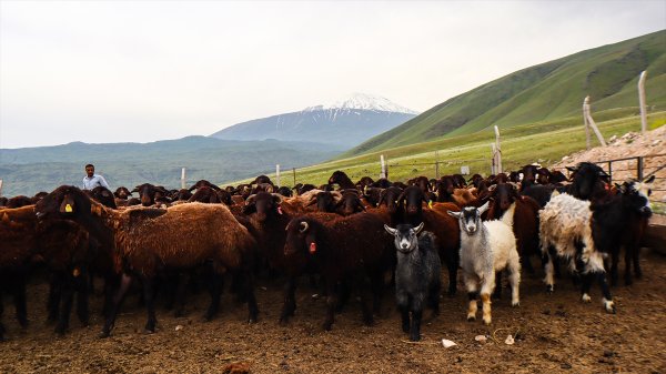 aa-20240617-34901985-34901975-agri-dagindaki-yaylalar-yilin-6-ayi-kucukbas-hayvanciligin-yem-kaynagi-oluyor.jpg