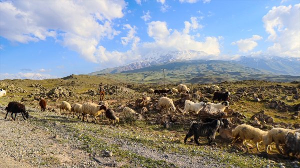 aa-20240617-34901985-34901980-agri-dagindaki-yaylalar-yilin-6-ayi-kucukbas-hayvanciligin-yem-kaynagi-oluyor.jpg