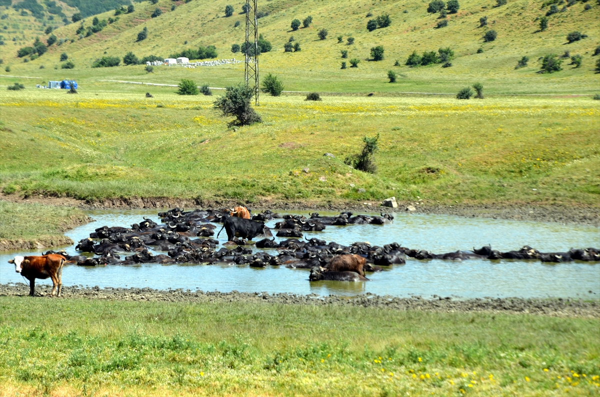 aa-20240617-34902132-34902125-musta-cobanlar-sicaktan-bunalan-mandalari-nehir-golet-ve-sulama-kanallarinda-serinletiyor.jpg