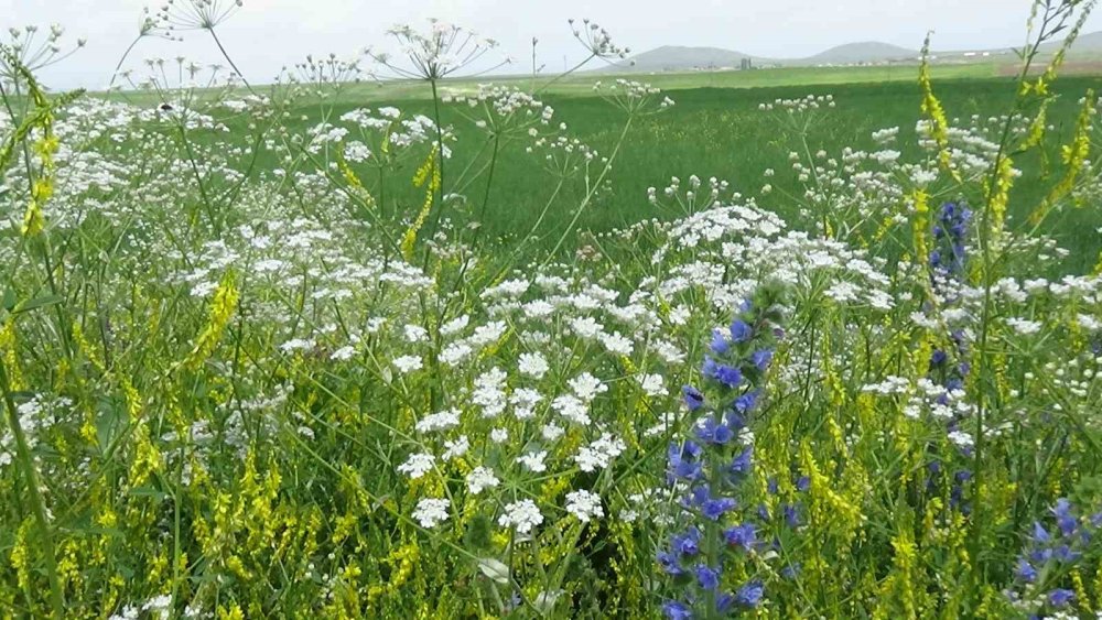 Kars’ta açan çiçekler renk cümbüşü yaratıyor