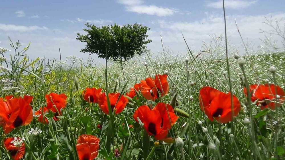 Kars’ta açan çiçekler renk cümbüşü yaratıyor