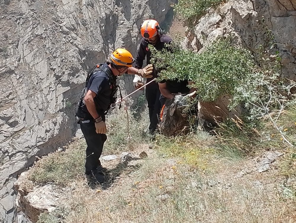 Hakkari'de kayalıklarda mahsur kalan kurbanlık keçi kurtarıldı