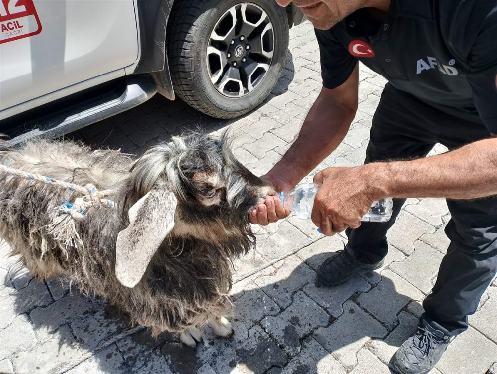 Hakkari'de kayalıklarda mahsur kalan kurbanlık keçi kurtarıldı