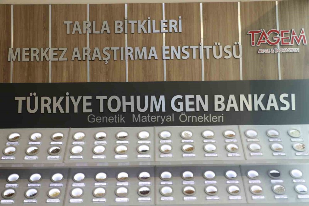 Türkiye’nin bitkisel gen çeşitliliği Tohum Gen Bankası’nda korunuyor