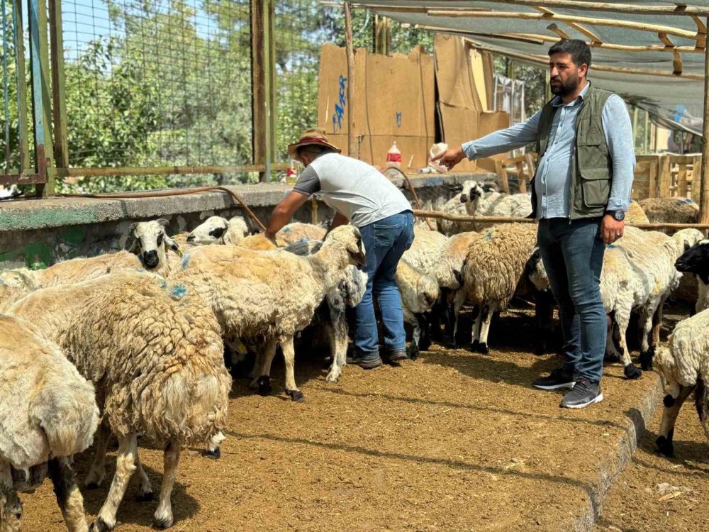 Diyarbakır’da hayvan pazarında yoğunluk yaşanıyor