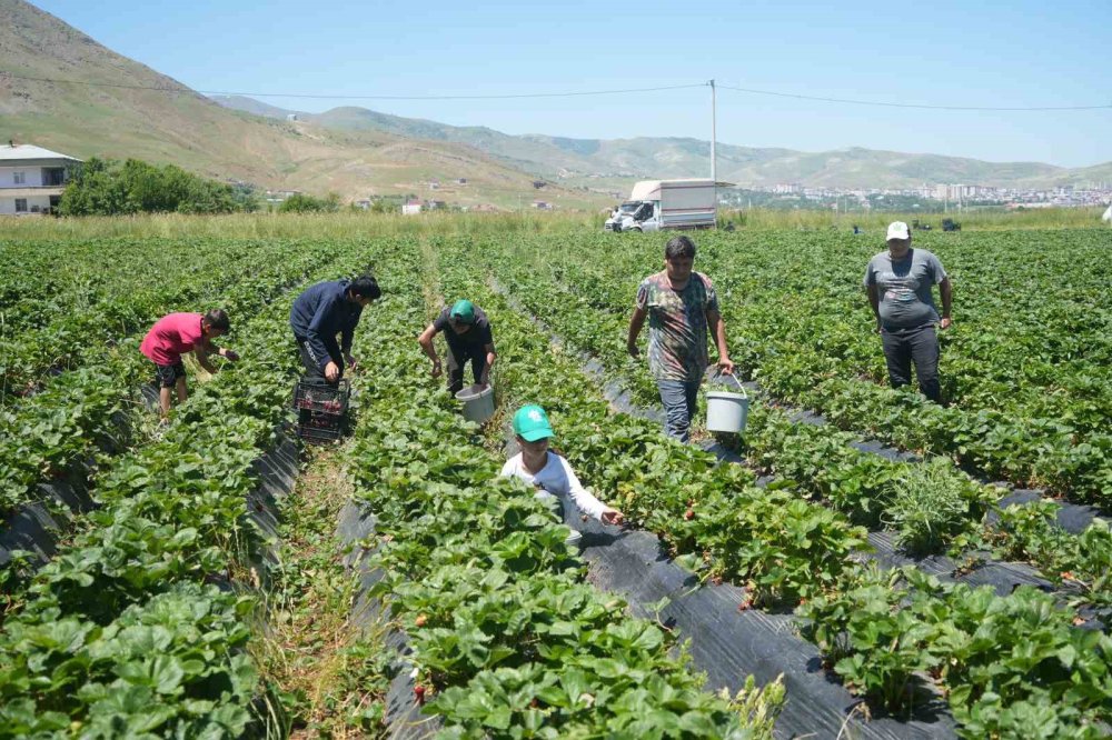 Muş’ta çilek üretiminden ilk hasatta 1,5 milyon TL ekonomiye katkı sağladı