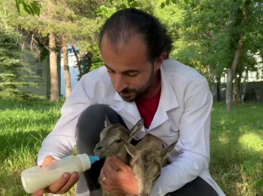 Erzurum'da yavru yaban keçileri süt kardeşi olarak büyüyor