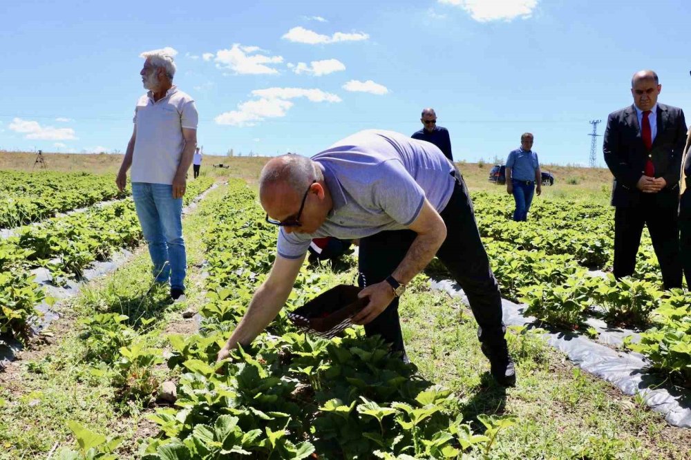 Ağrı artık kendi topraklarında yetişen çilek yiyor