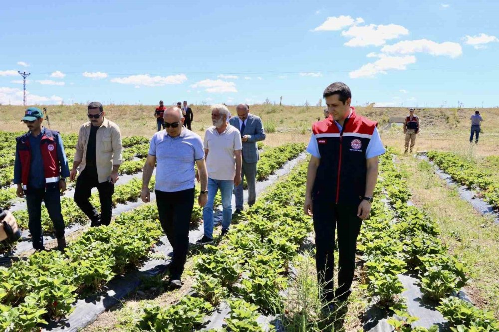 Ağrı artık kendi topraklarında yetişen çilek yiyor