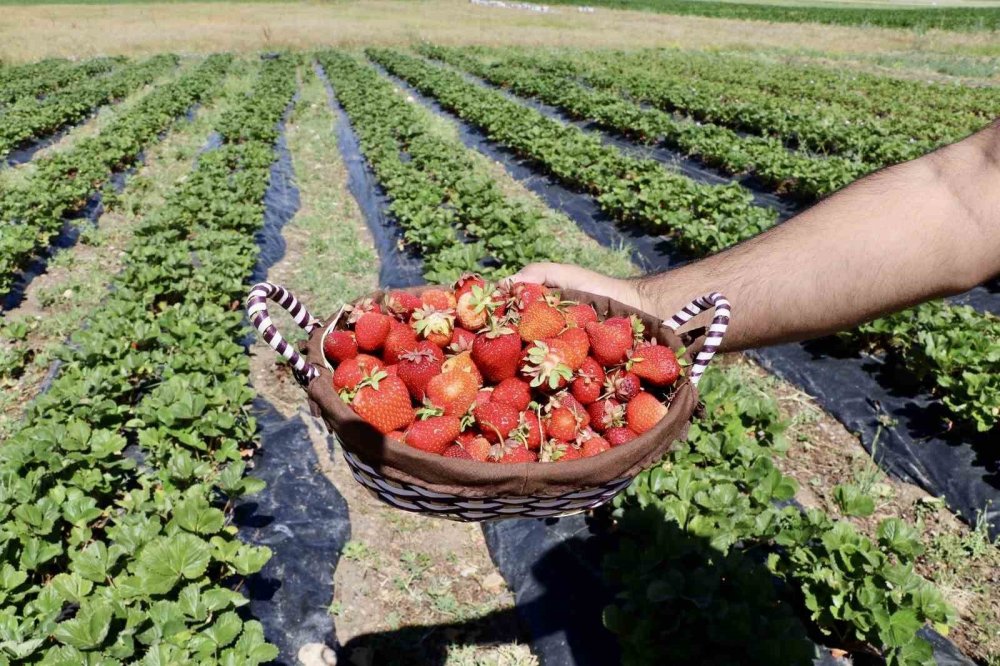 Ağrı artık kendi topraklarında yetişen çilek yiyor