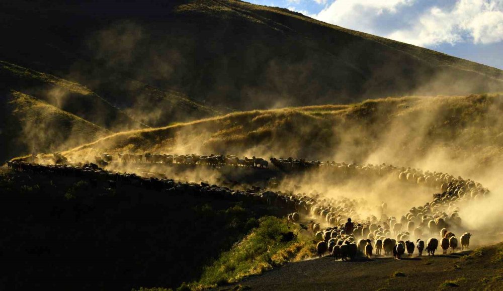 Bitlis'te sürülerin tozlu yolculuğu başladı