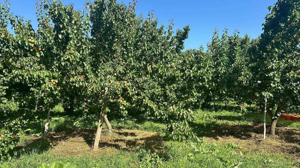 Kars'ta kayısı hasadı yüzleri güldürdü