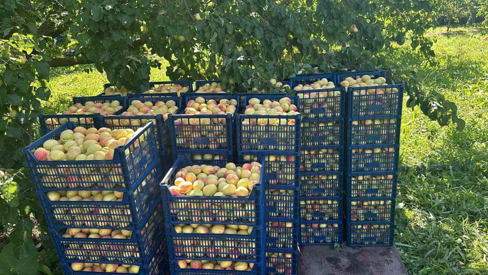 Kars'ta kayısı hasadı yüzleri güldürdü