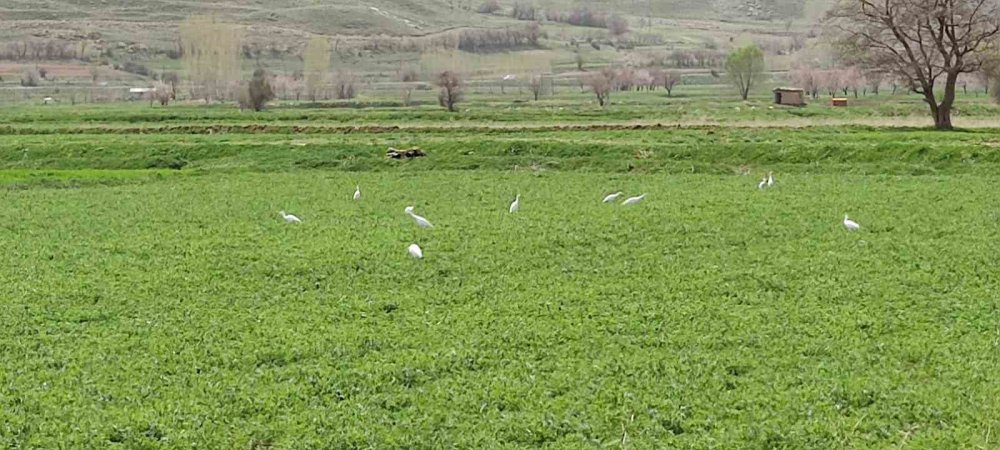 Van'da doğa fotoğrafçıların sabrı görülmeye değer sonuçlar çıkarıyor