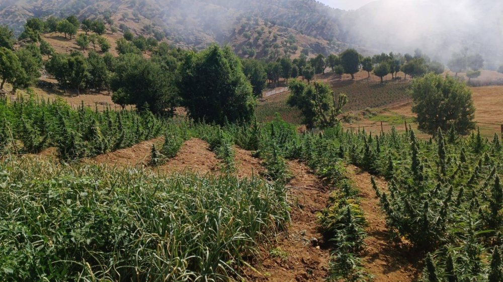 Diyarbakır’da binlerce kök kenevir ele geçirildi