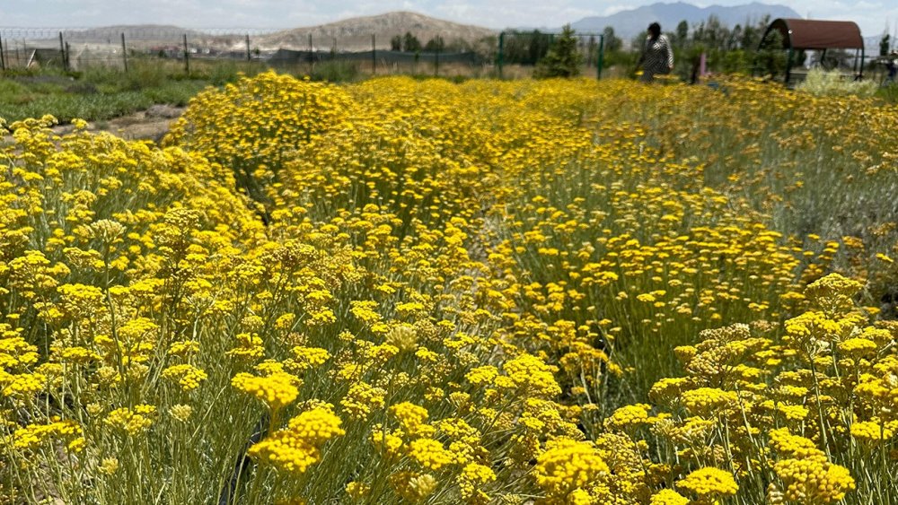 Van’da tıbbi bitkiler adeta fotoğraf stüdyosuna döndü