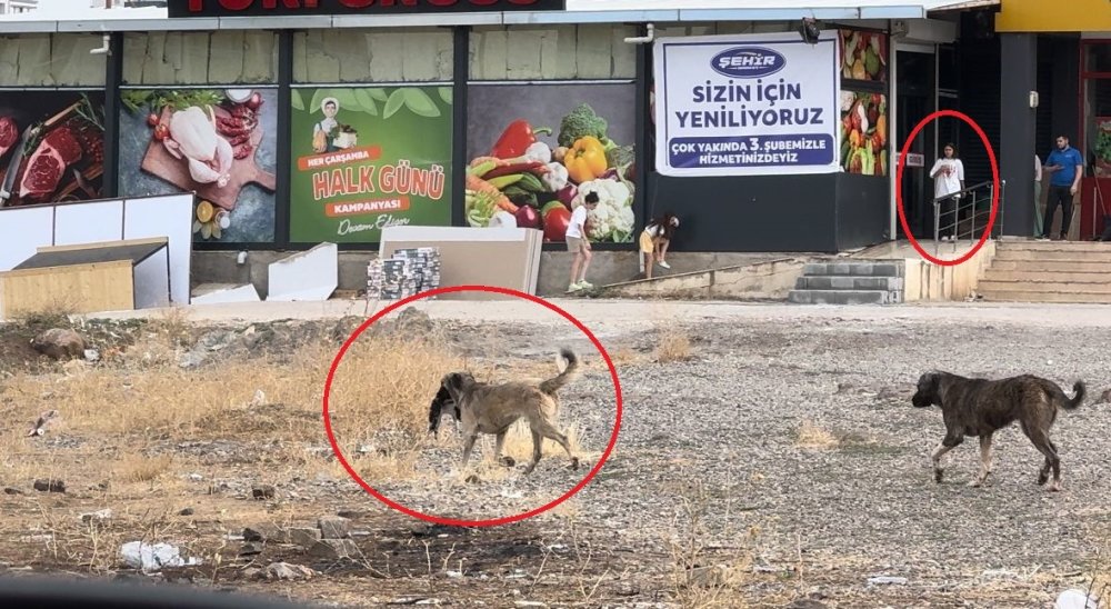 Diyarbakır’da başıboş köpekler kediyi telef etti