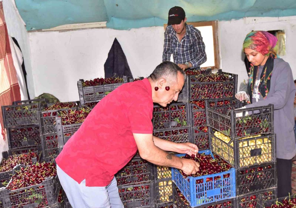 Bitlis'te kiraz hasadı zamanı