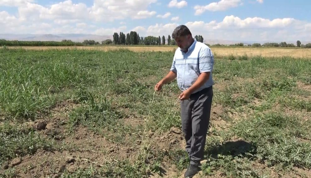 Muş’ta sıcak hava karpuzlara zarar verdi