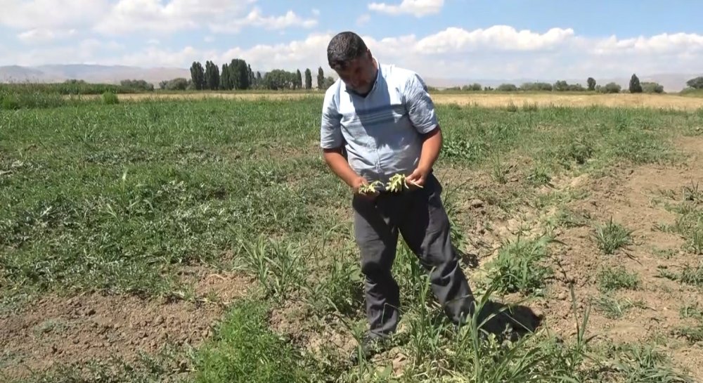 Muş’ta sıcak hava karpuzlara zarar verdi