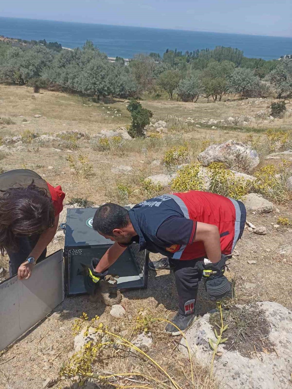 Van'da yavru tilki 10 metrelik kuyuya düştü