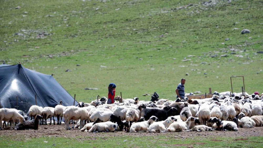 Erzurum’un yayları göçerlere ev sahipliği yapıyor