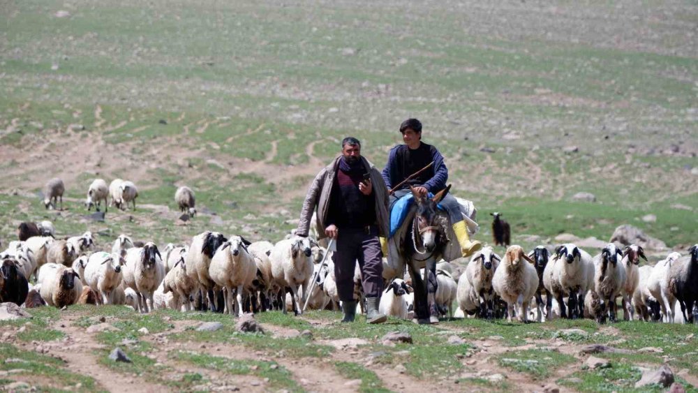 Erzurum’un yayları göçerlere ev sahipliği yapıyor