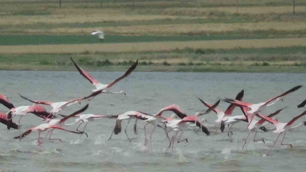 Van Gölü havzası flamingolarla renklendi