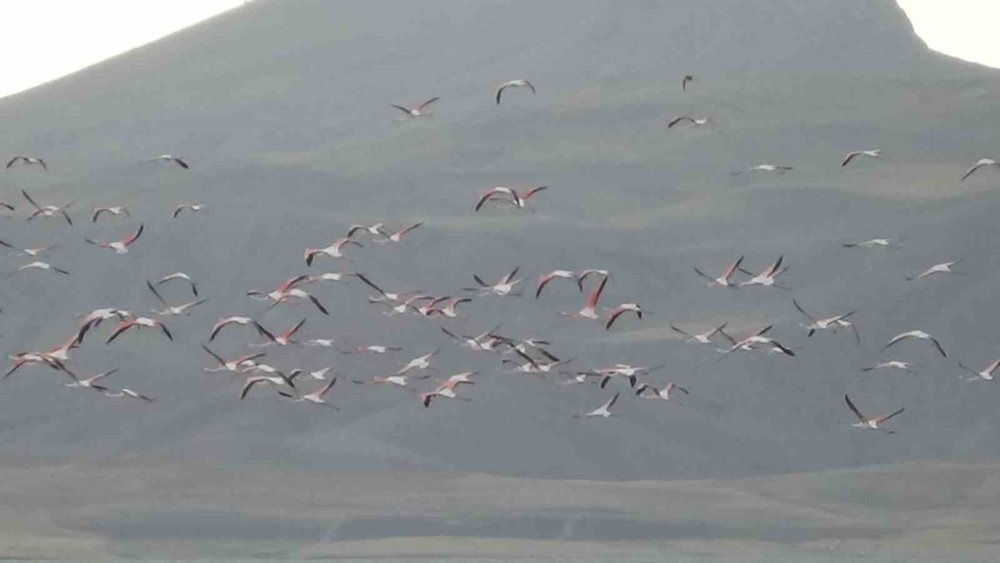 Van Gölü havzası flamingolarla renklendi