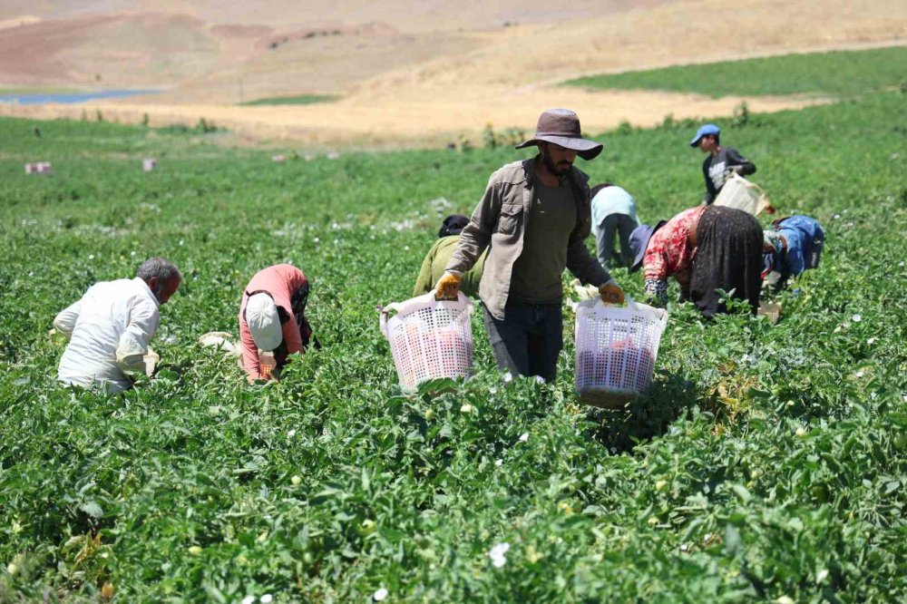 Mevsimlik işçilerin sıcak altına ekmek mücadelesi