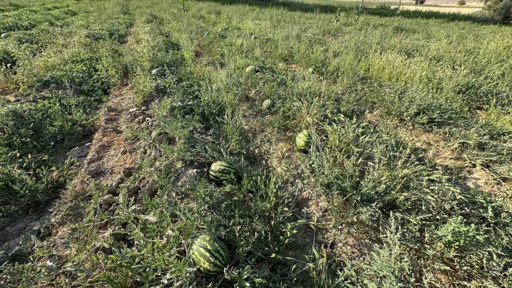 Diyarbakır karpuzuna Hakkari'den rakip