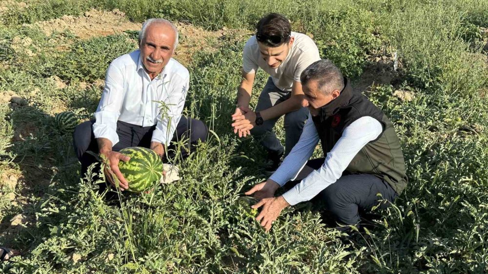 Diyarbakır karpuzuna Hakkari'den rakip