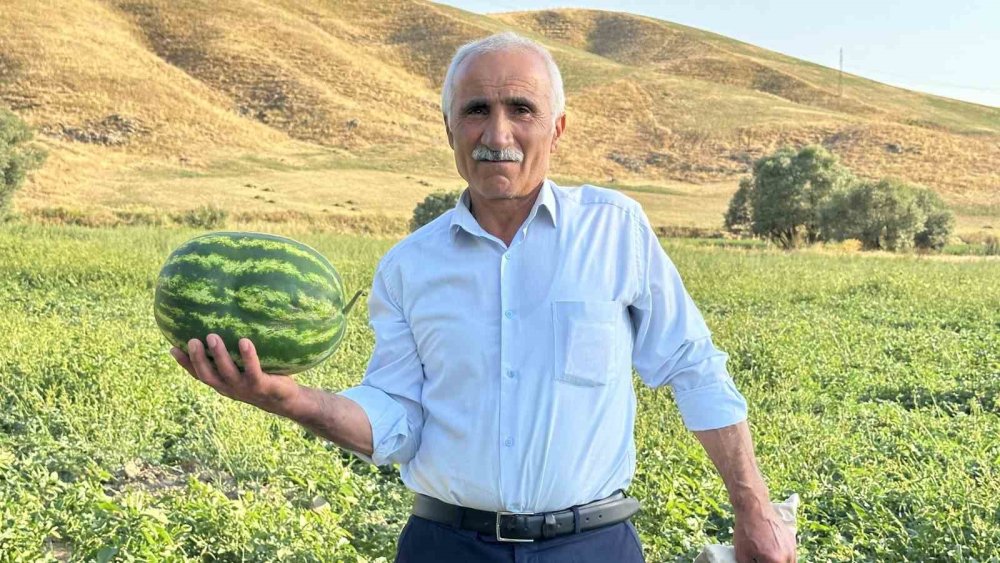 Diyarbakır karpuzuna Hakkari'den rakip