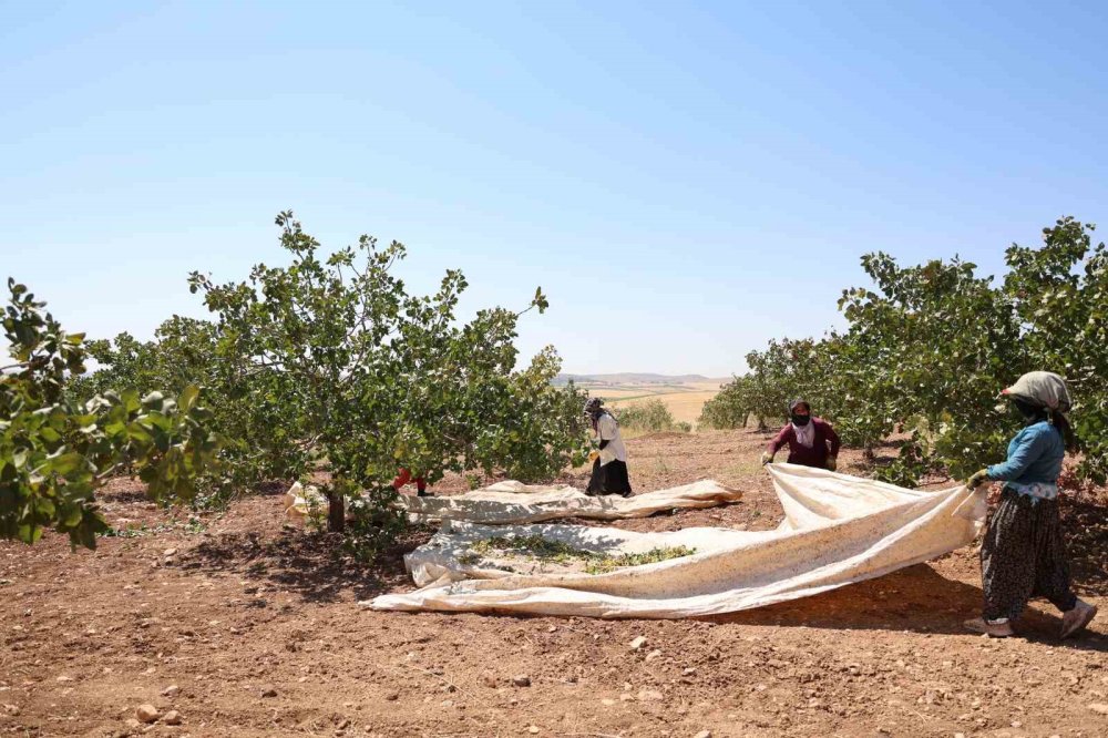 Diyarbakır fıstığında sevindiren hasat