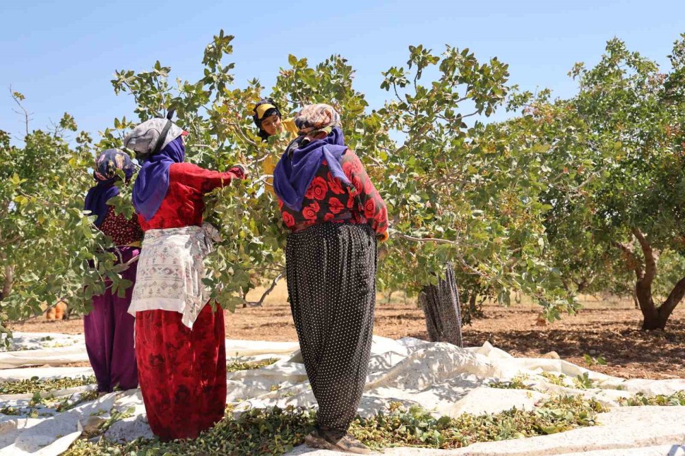 Diyarbakır fıstığında sevindiren hasat