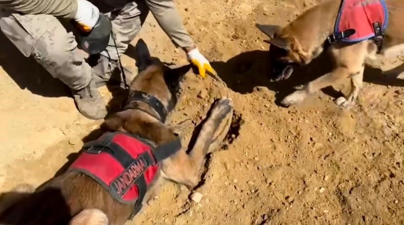 Diyarbakır’da milyonlarca kök kenevir ve skunk bitkisi ele geçirildi