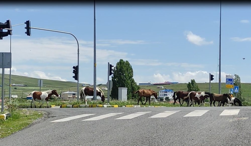 Ardahan- Kars yoluna inen başıboş atlar tehlike saçıyor