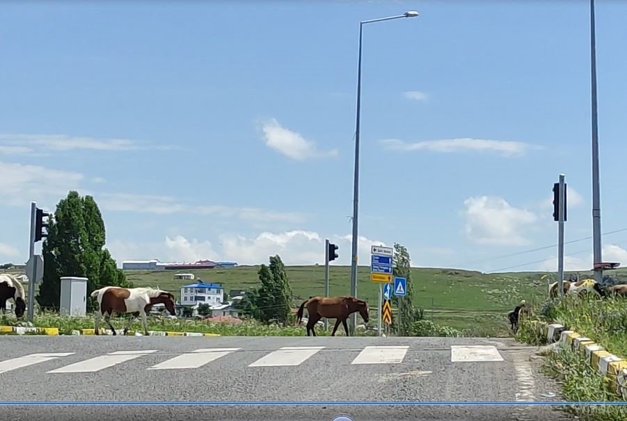 Ardahan- Kars yoluna inen başıboş atlar tehlike saçıyor