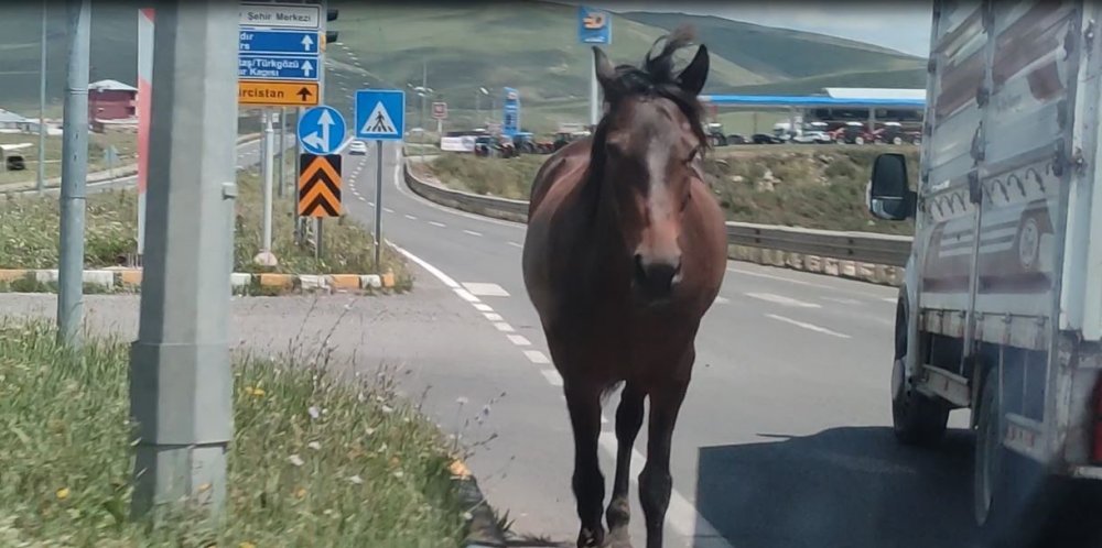 Ardahan- Kars yoluna inen başıboş atlar tehlike saçıyor