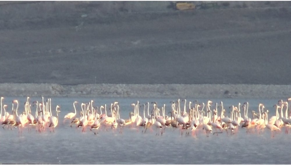 Van’da flamingolar Erçek Gölü’nü renklendirdi