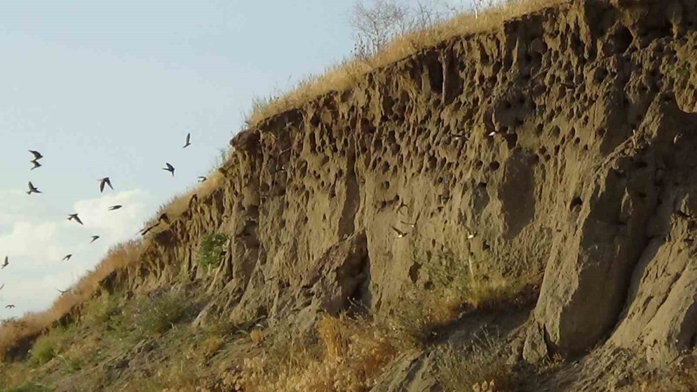 Van’da kırlangıçlar fotoğraf tutkunlarının ilgi odağı