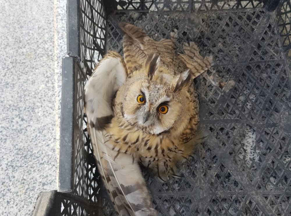 Van’da tedavisi tamamlanan kuşlar özgürlüğüne kavuştu