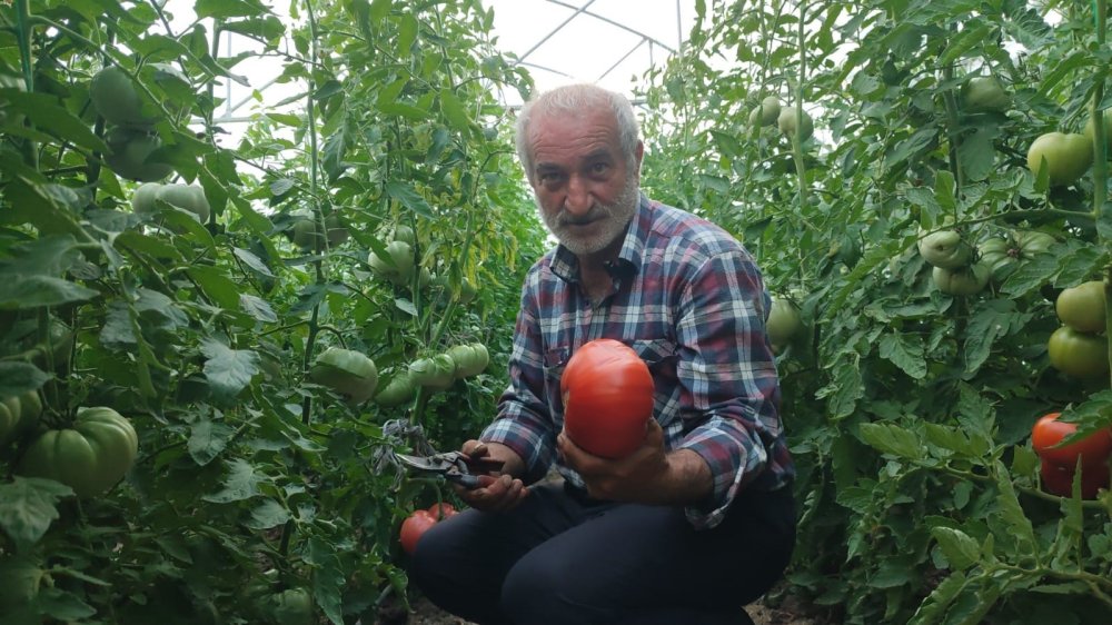 Erzurum’un dev domatesleri dikkat çekiyor