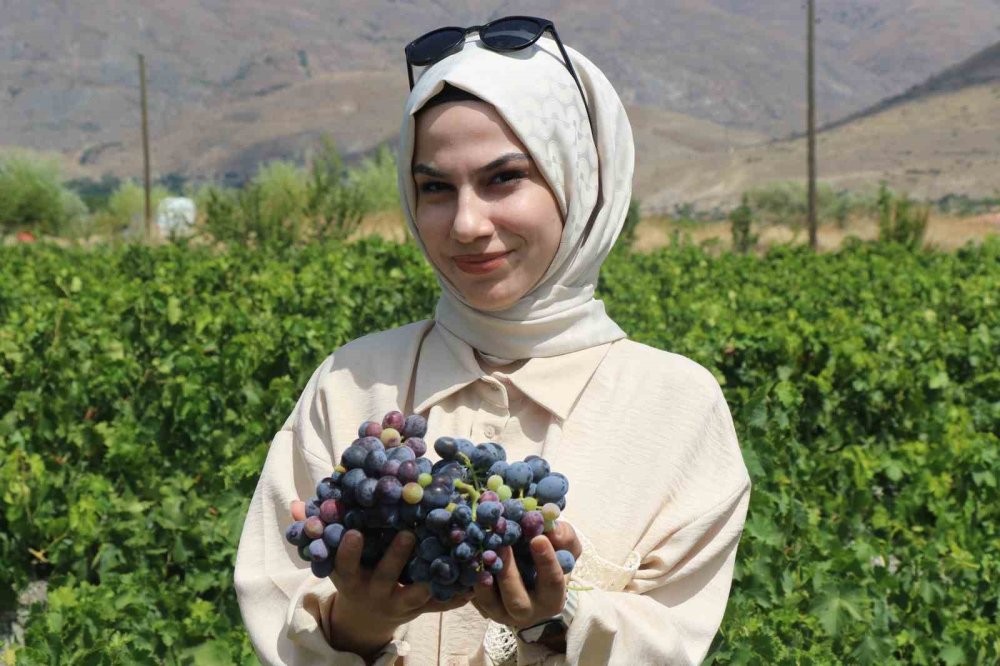 Tescilli Cimin üzümünde hasat zamanı